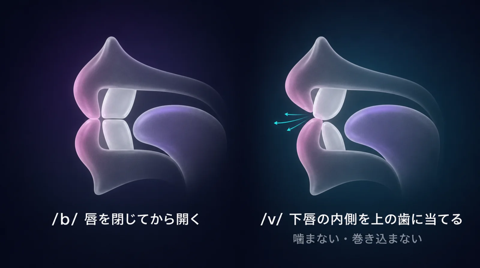 唇の断面。/b/ は唇を閉じ、/v/ は下唇の内側を上の歯に当てる