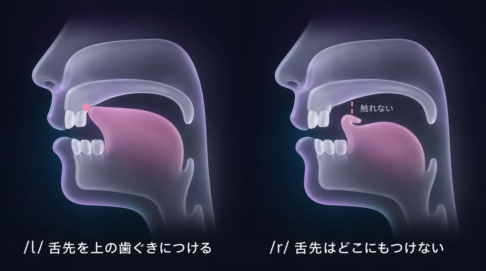 口の断面。/l/ は舌先を上の歯ぐきにつけ、/r/ は舌先をどこにもつけない