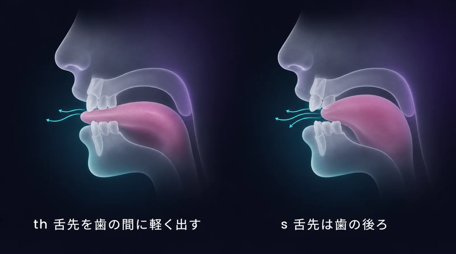 口の断面。th は舌先を歯の間に、s は舌先を歯の後ろに